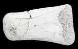 Hadrosaur Finger Bone - Alberta (Disposition #-) #71722-1